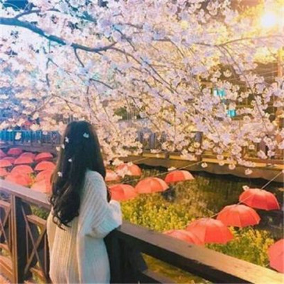 朋友圈发格桑花的说说