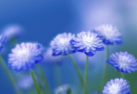 朋友圈发格桑花的说说