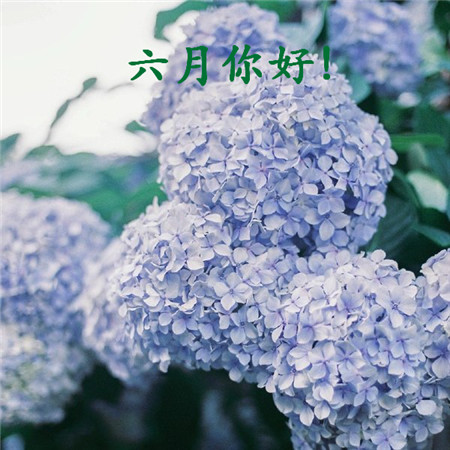 拍照赏花的心情朋友圈