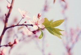 优美古诗句摘抄大全