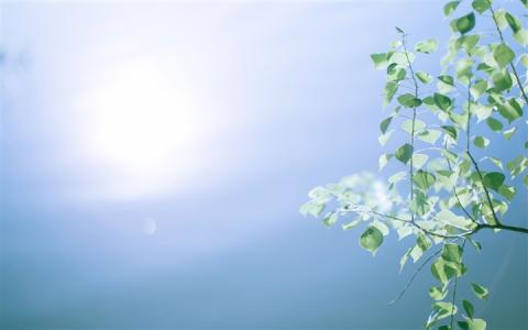 优美古诗句摘抄大全