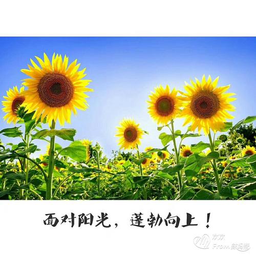 高情商的人说早上好语句