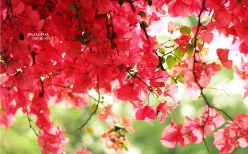 元宵节开心的祝福短句子 描写元宵节的好句子28句