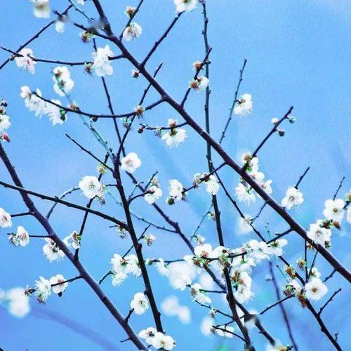 四年级上册优美的句子大全