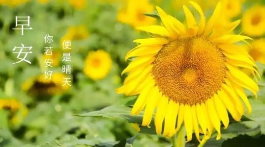 漂洋过海来看你唯美句子心情美美