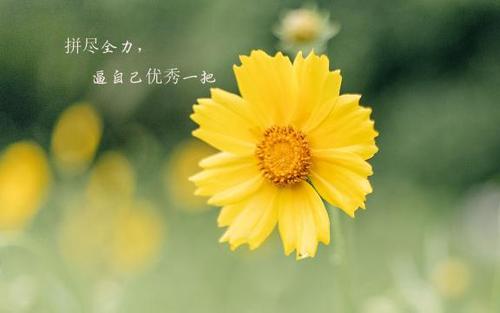 拼搏励志语录经典短句