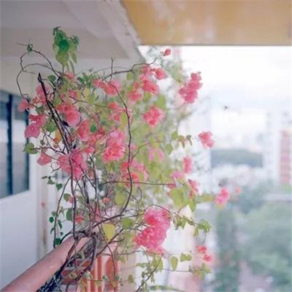 摘抄句子及感悟