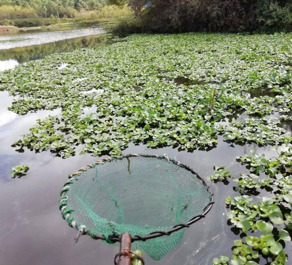 10种花就得种在大水缸，夏天不休眠，越热越开花