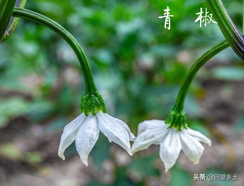 “看图识字”识菜花——光看花你能认出来这些都是什么蔬菜吗？