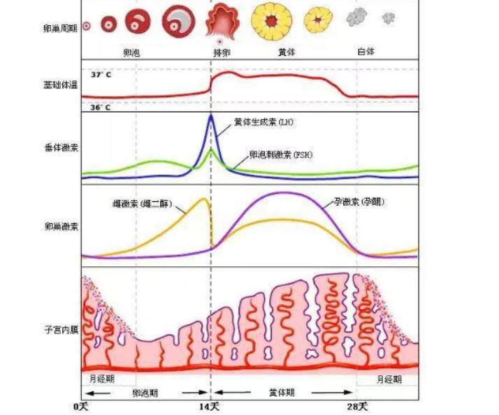 女人什么时候最容易怀孕？身体出现4种变化时，可能“一击即中”