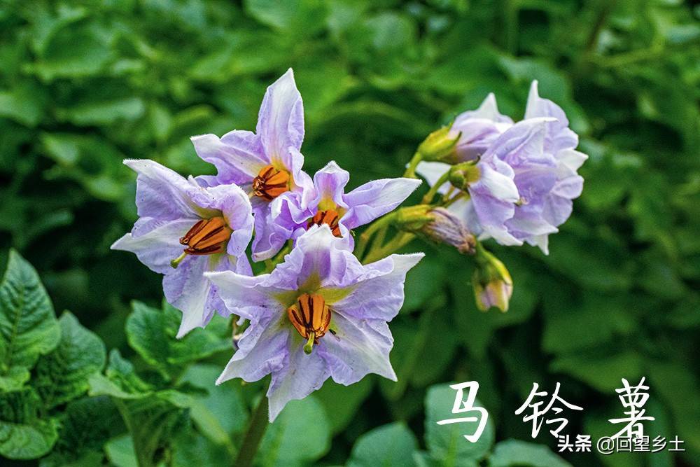 “看图识字”识菜花——光看花你能认出来这些都是什么蔬菜吗？