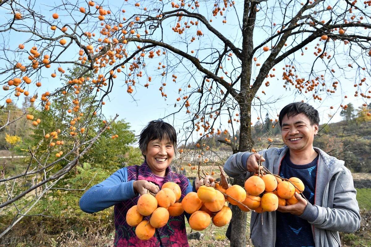 北方庭院五种最好养的树