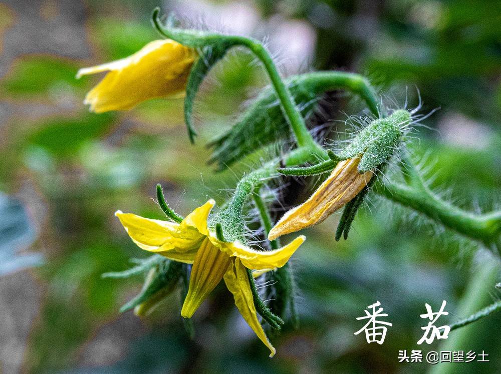 “看图识字”识菜花——光看花你能认出来这些都是什么蔬菜吗？