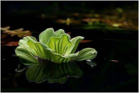 10种花就得种在大水缸，夏天不休眠，越热越开花