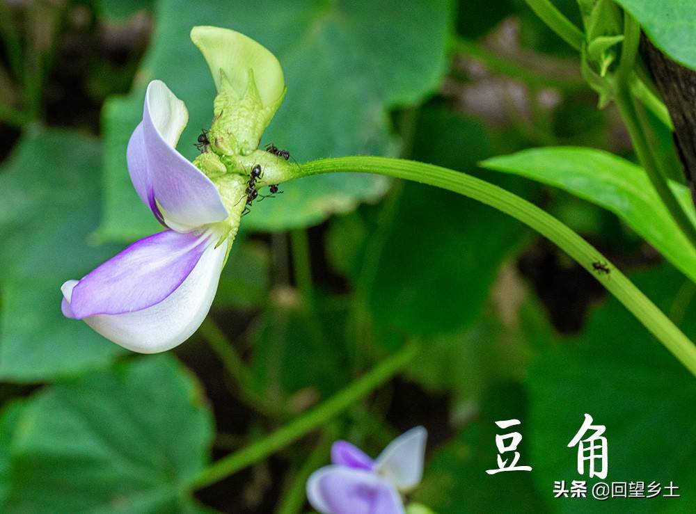 “看图识字”识菜花——光看花你能认出来这些都是什么蔬菜吗？