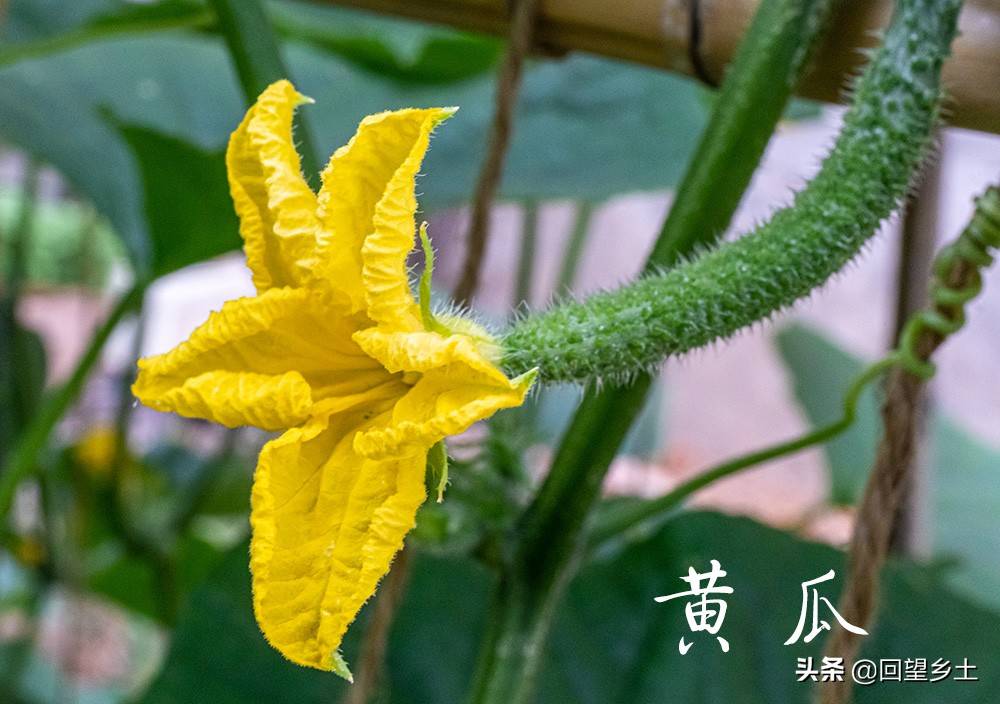 “看图识字”识菜花——光看花你能认出来这些都是什么蔬菜吗？