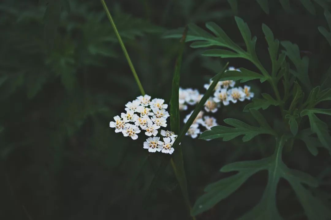 用手机拍照这么久，你居然还不知道闪光灯怎么用