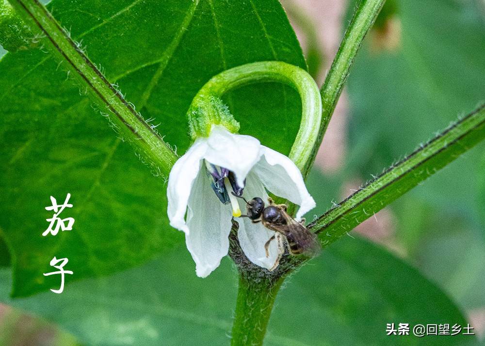 “看图识字”识菜花——光看花你能认出来这些都是什么蔬菜吗？