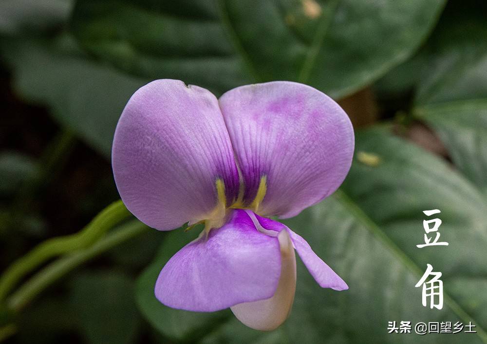 “看图识字”识菜花——光看花你能认出来这些都是什么蔬菜吗？