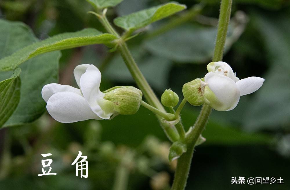 “看图识字”识菜花——光看花你能认出来这些都是什么蔬菜吗？