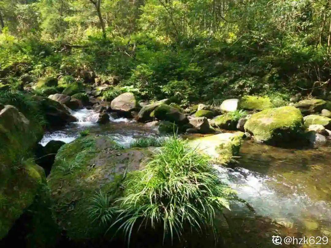 10种花就得种在大水缸，夏天不休眠，越热越开花