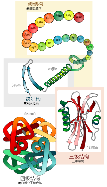 小分子肽真的有吹捧的那么神奇么？其实它就是这样的个东西