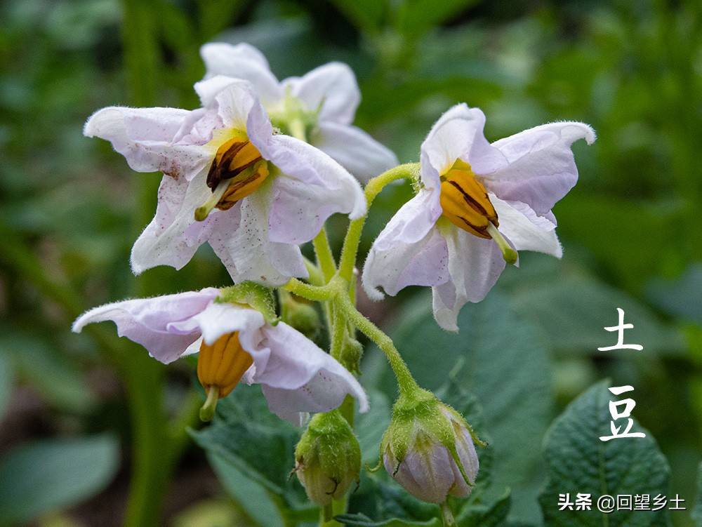 “看图识字”识菜花——光看花你能认出来这些都是什么蔬菜吗？