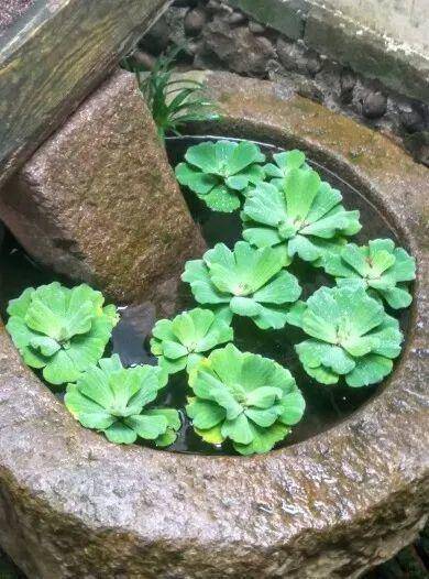 10种花就得种在大水缸，夏天不休眠，越热越开花