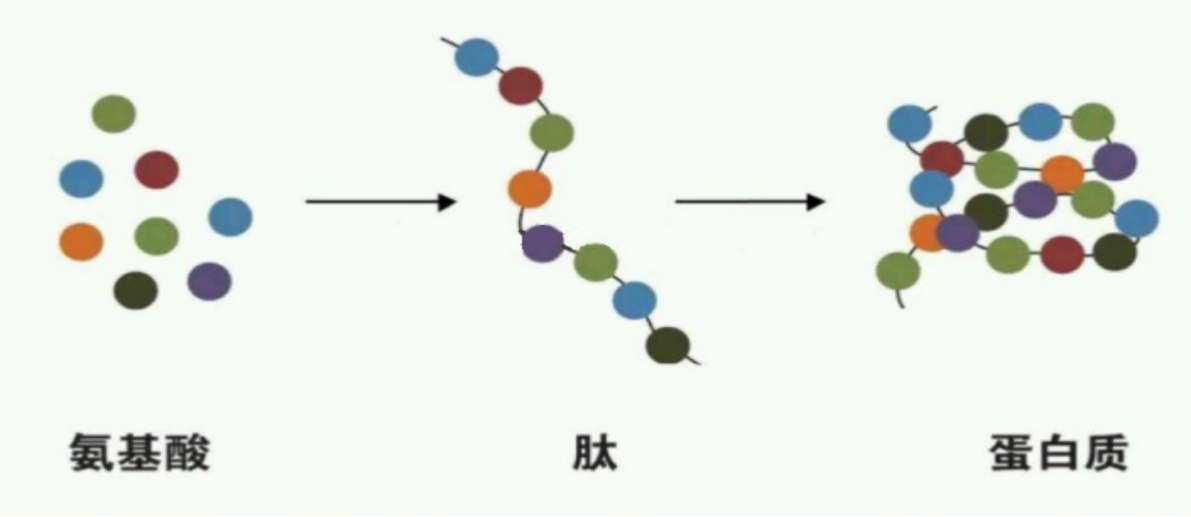 小分子肽真的有吹捧的那么神奇么？其实它就是这样的个东西