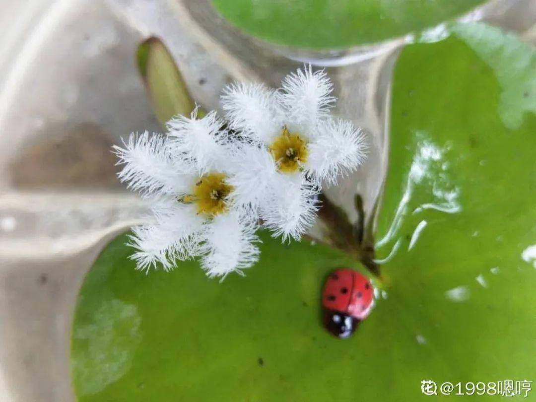 10种花就得种在大水缸，夏天不休眠，越热越开花