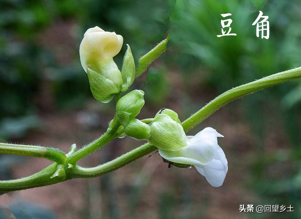 “看图识字”识菜花——光看花你能认出来这些都是什么蔬菜吗？