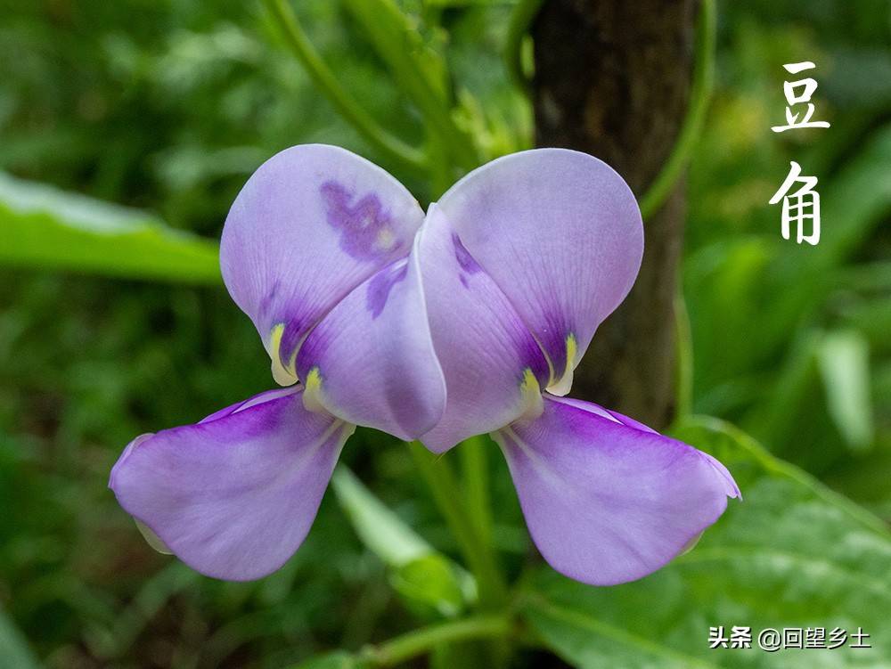 “看图识字”识菜花——光看花你能认出来这些都是什么蔬菜吗？