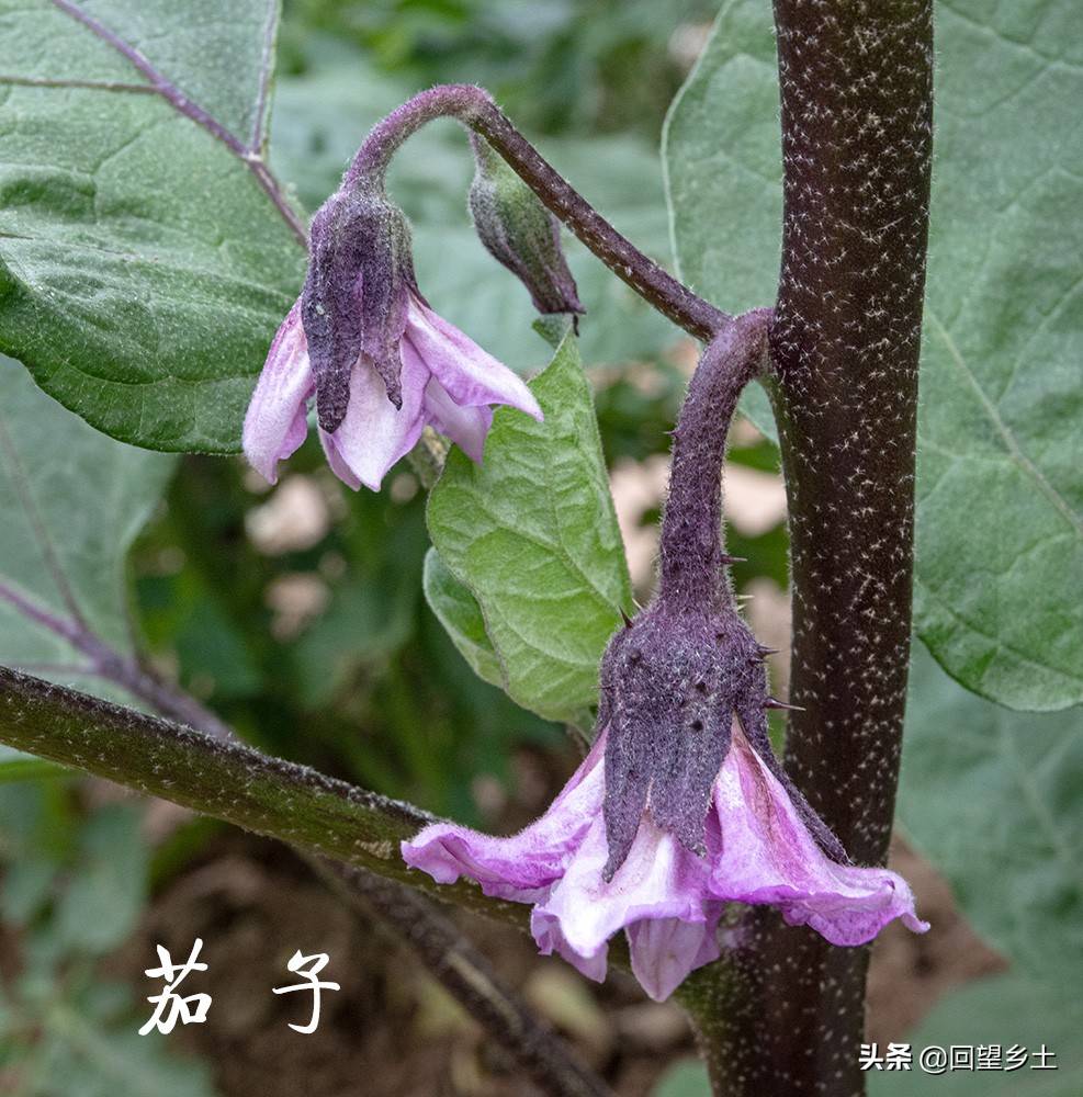 “看图识字”识菜花——光看花你能认出来这些都是什么蔬菜吗？