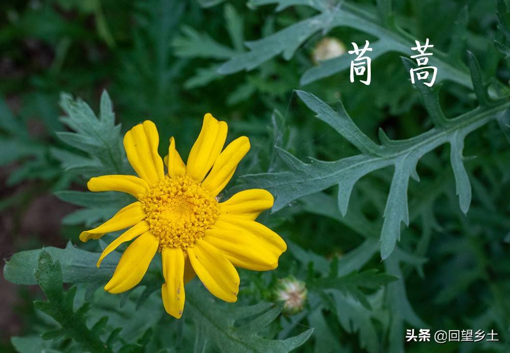 “看图识字”识菜花——光看花你能认出来这些都是什么蔬菜吗？