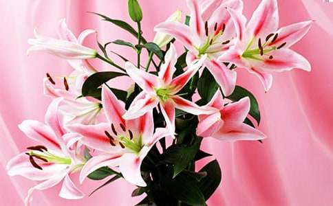心田上的百合花开读后感15篇