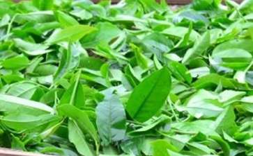 用茶叶去除冰箱异味的方法