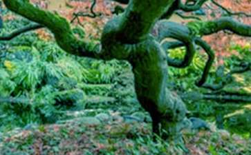 【荐】小草和大树读后感