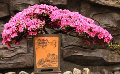 杜鹃花为什么只长叶不开花