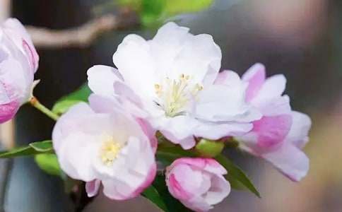 麻叶海棠什么时候开花
