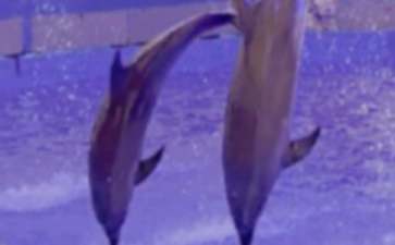 蓝色的海豚岛读后感通用15篇