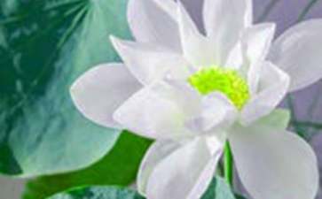 荷花教案范文汇总8篇
