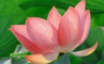 荷花淀读后感