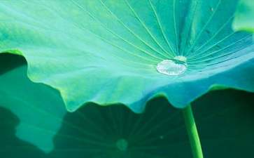 精选《荷叶圆圆》教案汇总五篇