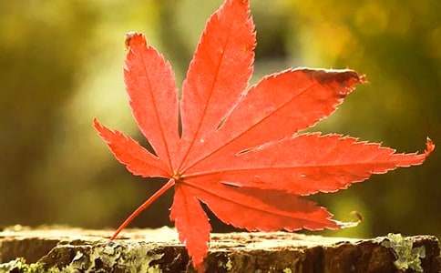 红叶碧桃什么时候开花