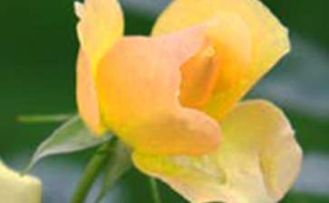 《微笑的花朵》教案