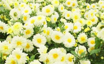 小班美术菊花教案8篇