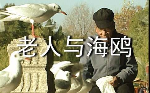 老人与海鸥读后感