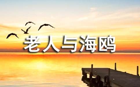 老人与海鸥读后感600字