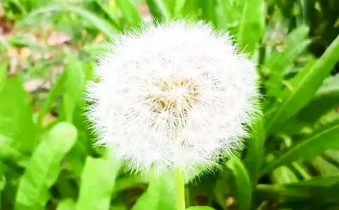 《蒲公英》幼儿园小班科学教案（精选13篇）