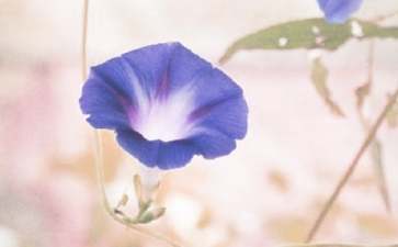 牵牛花的开花时间及养护方法